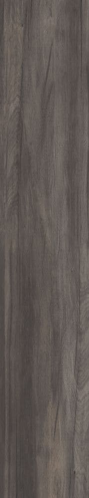DOLPHIN COAL RETT. 20X170