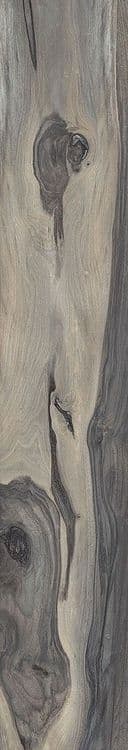 KAURI