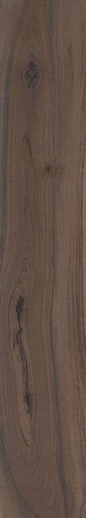 KAURI
