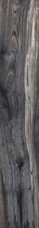 KAURI